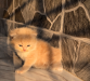 Traditional persian exotic bloodline (female)